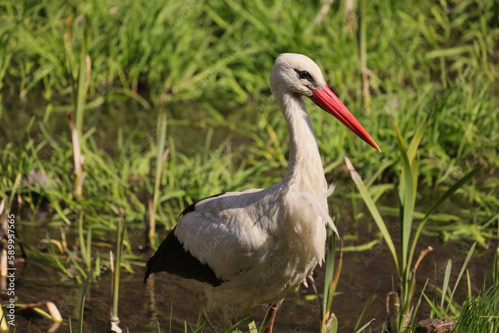 Fototapeta premium Stork side view on a background of green grass and water