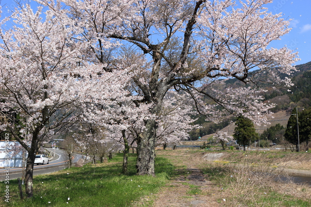 風に吹かれて花びらを散らす、余呉川沿いの桜