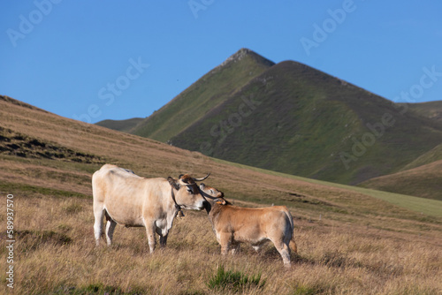 vache et son veau en auvergne © jef 77