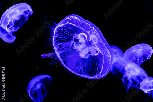 Glowing jellyfish swimming in the water on black background. Stinging, wildlife, sea, ocean, dark, glowing, toxic and underwater concept.