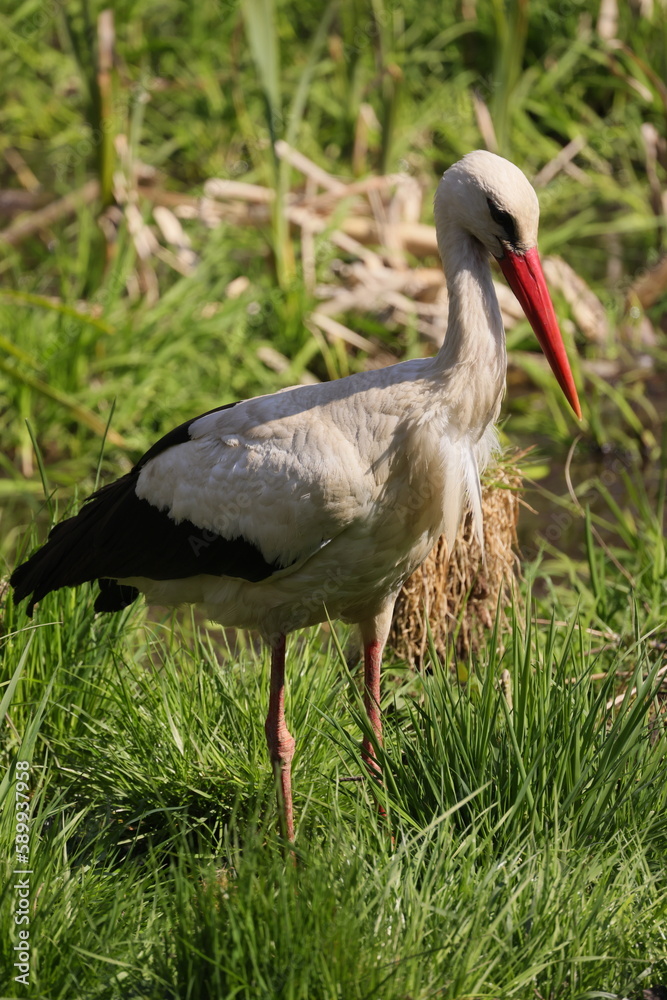 Fototapeta premium Stork side view on green grass background