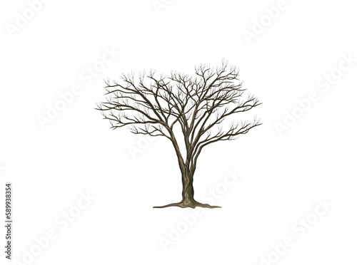 detailed hand drawing acacia  tree drought, vector isolated on white