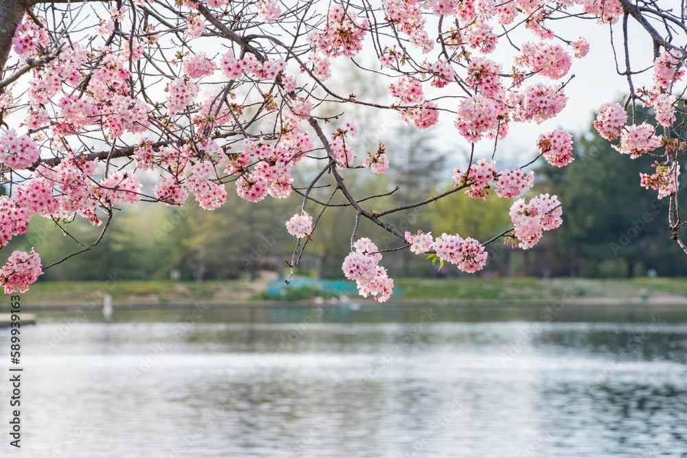 Beautiful cherry blossom at Lake Balboa