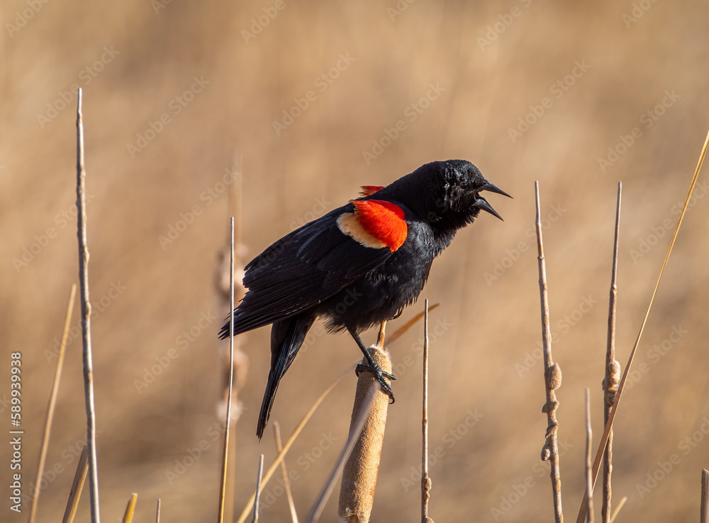 Red-winged Blackbird