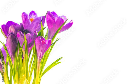 Flowers bouquet of purple crocuses in PNG isolated on transparent background