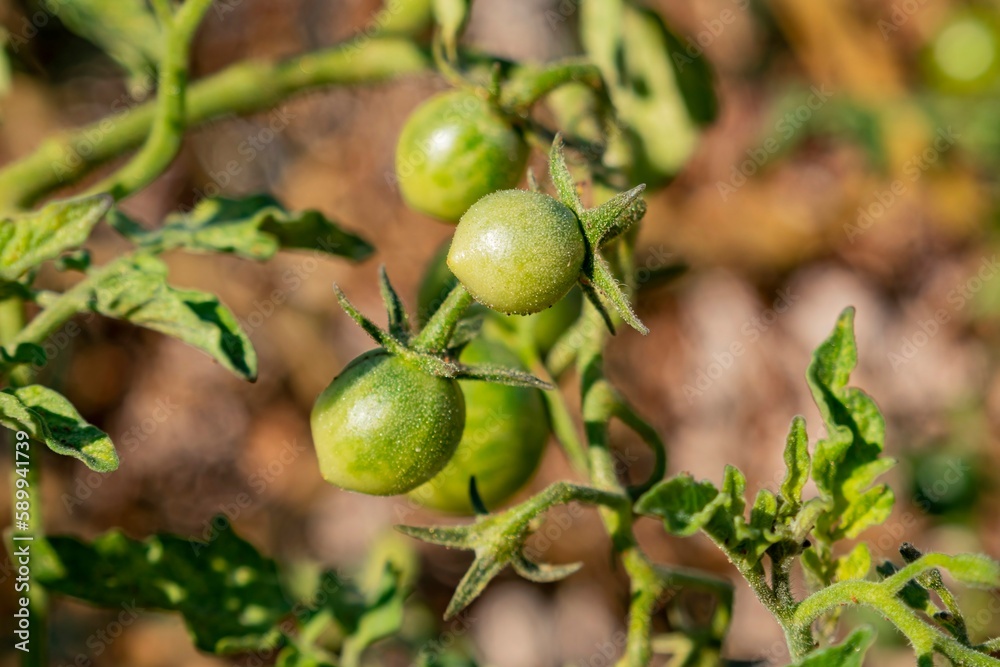 Growing tomato in home garden