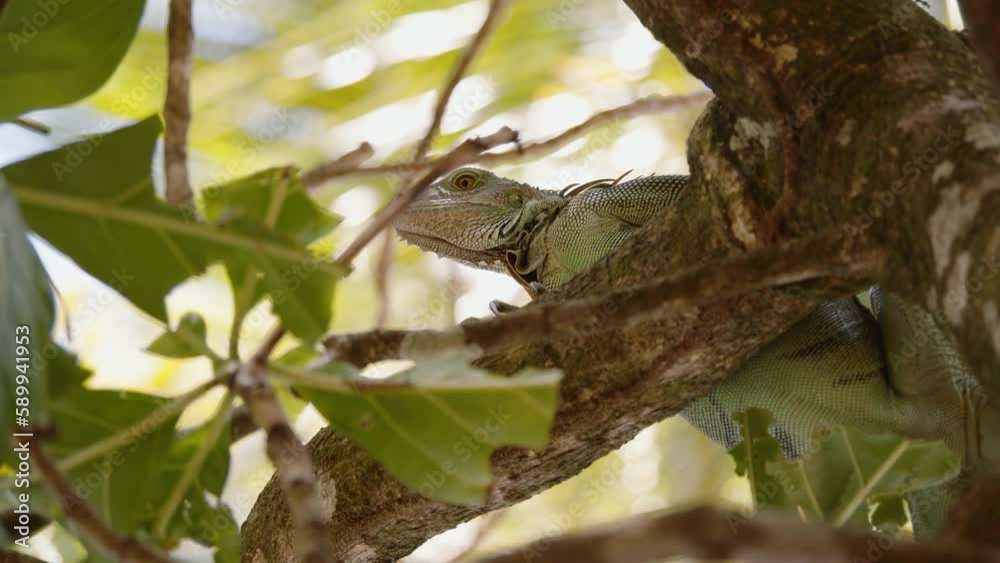 Low angle view of American iguana relaxing on tree branch in jungle. Beautiful big lizard in nature. Watching animals in wildlife, Costa Rica Low angle view of American iguana relaxing on tree branch in jungle. Beautiful big lizard in nature. Watching animals in wildlife, Costa Rica