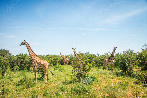 Canvas Print Group of Giraffes Standing in the Serengeti