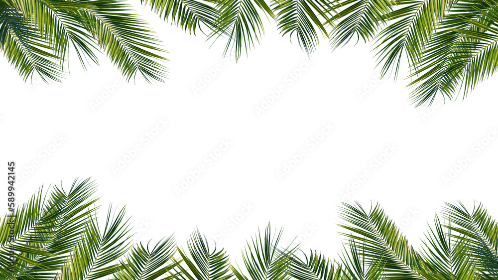 green palm leaves frame isolated on transparent background, overlay texture with copy space in the middle
