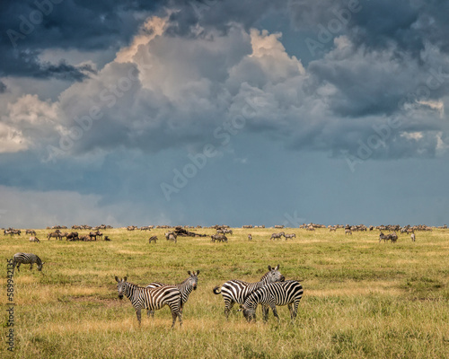 Migrating Zebras in the Serengeti