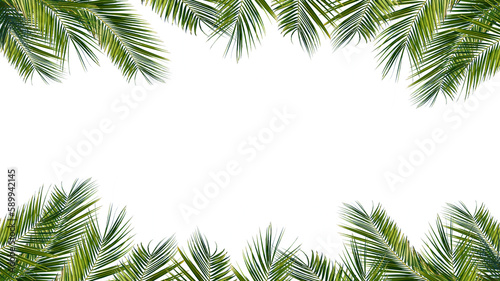 green palm leaves frame isolated on transparent background, overlay texture with copy space in the middle