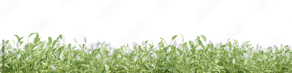 Evergreen flowers field in nature,  Flowres on garden in springtime, Tropical forest isolated on transparent background - PNG file, 3D rendering illustration for create and design or etc