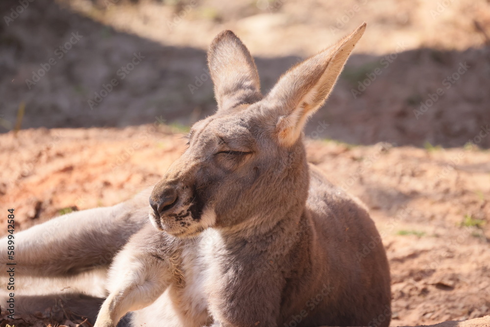 Kangaroo with closed eyes lies on the sand