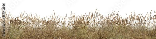 Dry grass field in nature, meadow in summer, Tropical forest isolated on transparent background - PNG file, 3D rendering illustration for create and design or etc