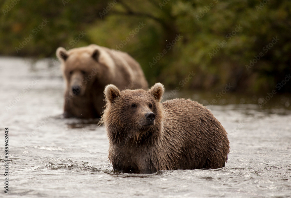 Mother bear and cub, Katmai wilderness, Alaska