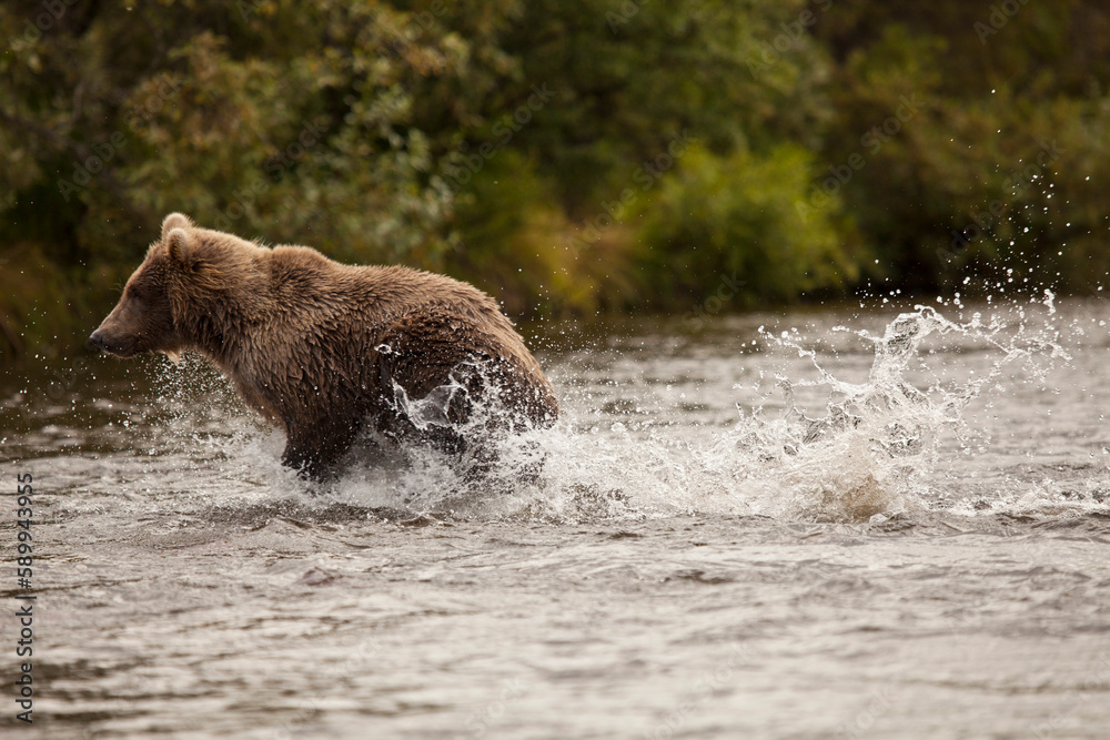 Alaskan brown bear cub, Katmai River, Alaska Alaskan brown bear cub, Katmai River, Alaska