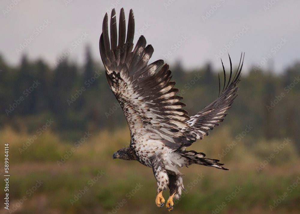 Fototapeta premium Juvenile american bald eagle, Alaska, USA
