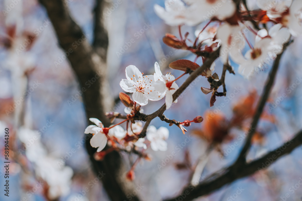 Beautiful peach branch with pink blossom in a blue sky. Spring background. Beautiful peach branch with pink blossom in a blue sky. Spring background.
