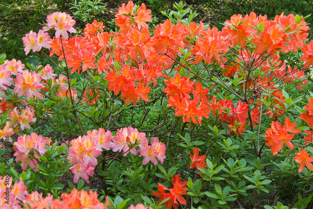 rhododendron shrubs in bloom with orange and pink flowers in the garden