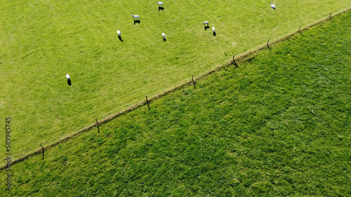 A flock of white sheep near the fence on a green farm field, on a sunny day. Agricultural landscape. Livestock farm, top view.