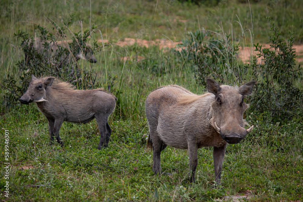 Warthog, African wild pig in savannah in Africa, in national park for animal preservation Warthog, African wild pig in savannah in Africa, in national park for animal preservation