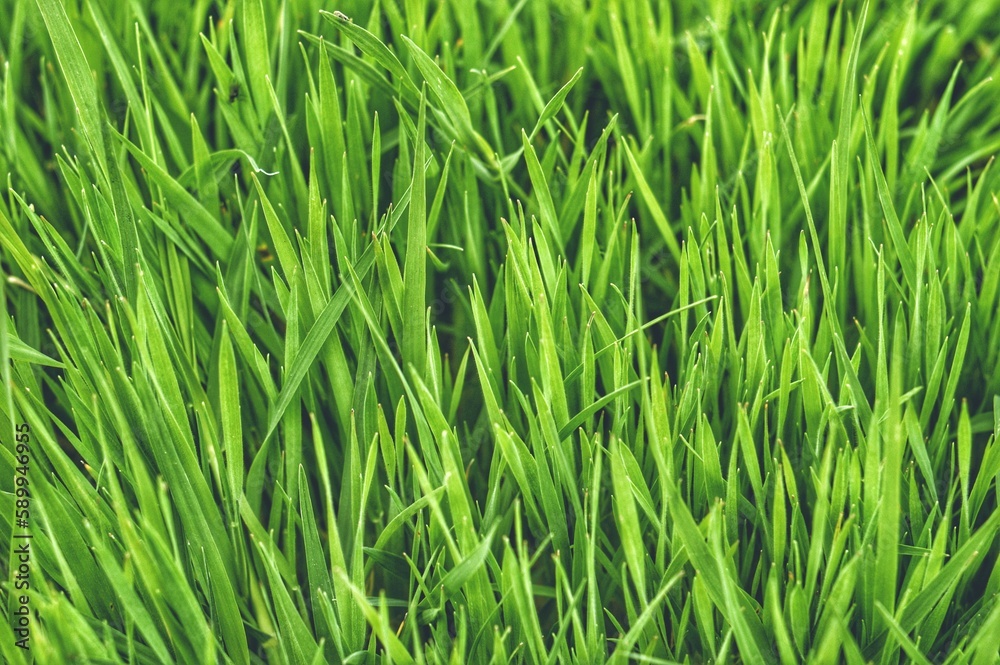 The frame is completely filled with growing sedge grass. Lovely green natural background or wallpaper. The frame is completely filled with growing sedge grass. Lovely green natural background or wallpaper.