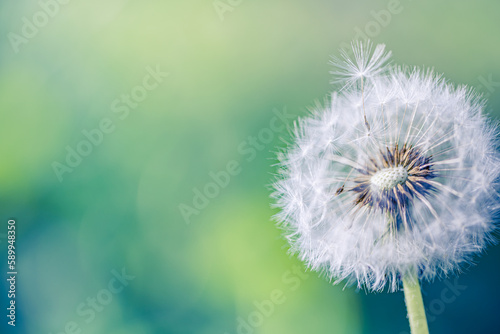 Fototapeta Naklejka Na Ścianę i Meble -  Fresh spring white dandelion flower with seeds in springtime in blue turquoise abstract backgrounds. Artistic nature closeup, bright sunny blurred foliage lush. Relaxing tranquil macro, natural plant