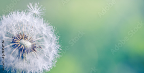 Fresh spring white dandelion flower with seeds in springtime in blue turquoise abstract backgrounds. Artistic nature closeup, bright sunny blurred foliage lush. Relaxing tranquil macro, natural plant