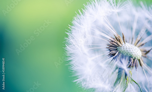 Fresh spring white dandelion flower with seeds in springtime in blue turquoise abstract backgrounds. Artistic nature closeup  bright sunny blurred foliage lush. Relaxing tranquil macro  natural plant