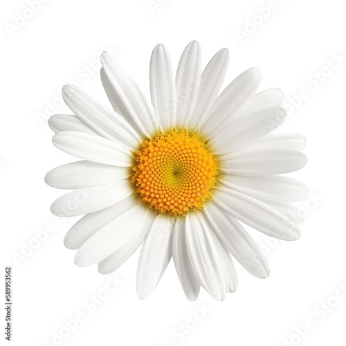 daisy isolated on white background © purich