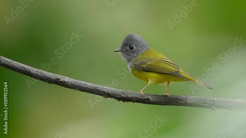 Grey-headed canary-flycatcher on branch  , Bird watching in forest photo