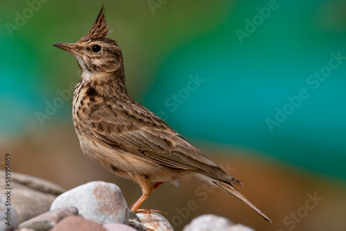 A crested lark isolated resting on a river stone. Soft background with blue green and brown colors. Galerida cristata. photo