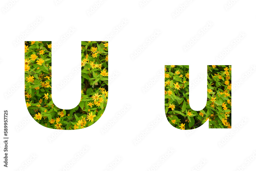 Flower font Alphabet isolated on white background made of Real alive yellow flowers Flower font Alphabet isolated on white background made of Real alive yellow flowers