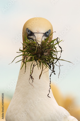 Eye contact with an northern gannet