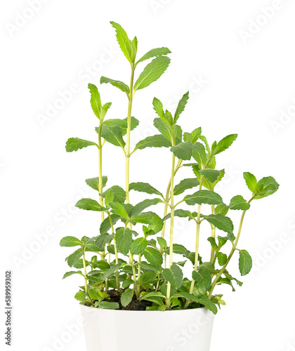 Garden mint, potted young plant, in a white pot. Spearmint, also known as common, lamb or mackerel mint, Mentha spicata, used as a flavouring in food and herbal teas. Front view, isolated, over white.