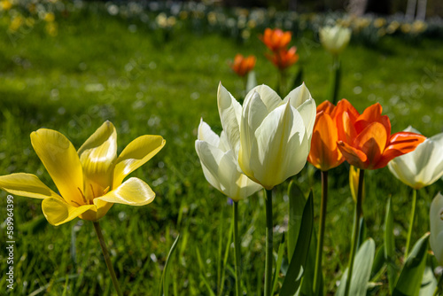 yellow and white and orange tulips
