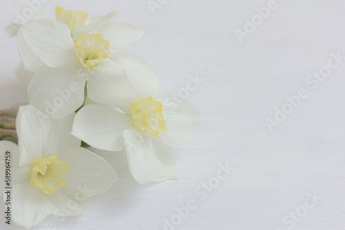 White flowers oh white background  white Daffodil  Narcissus flowers  macro  copy scape right