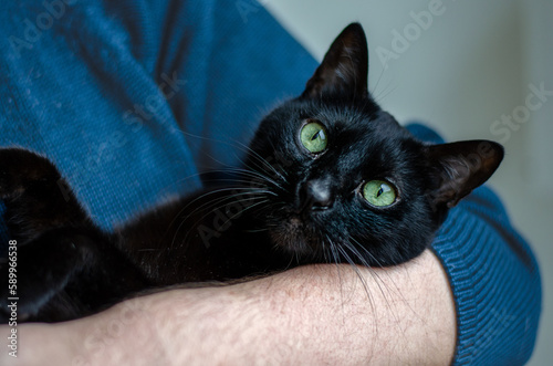 black cat lying in human arms looking at camera