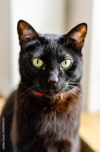 portrait of a black cat using a red collar looking at camera