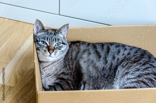 grey tabby cat inside a cardboard box