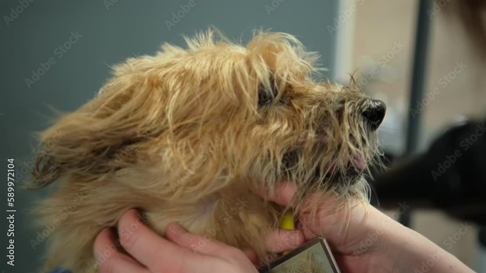 Grooming a dog on table in the salon for animals. Caring for dogs in a grooming salon. Grooming a dog on table in the salon for animals. Caring for dogs in a grooming salon.