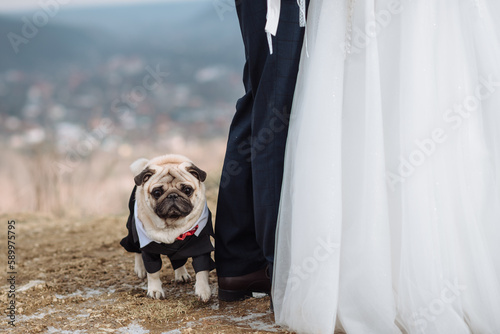 dog mops in wedding suit