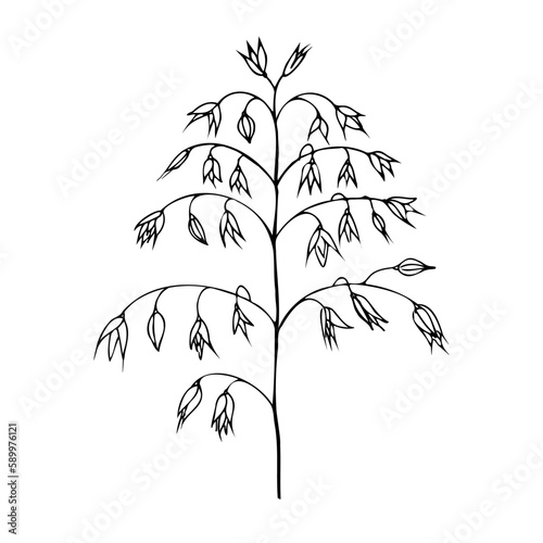 Oat plant. Doodle set.Monochrome sketch outline, oats, seeds, cereal. Isolated on a white background. Agriculture and growing crops. Design element.Food and organic production.Hand drown