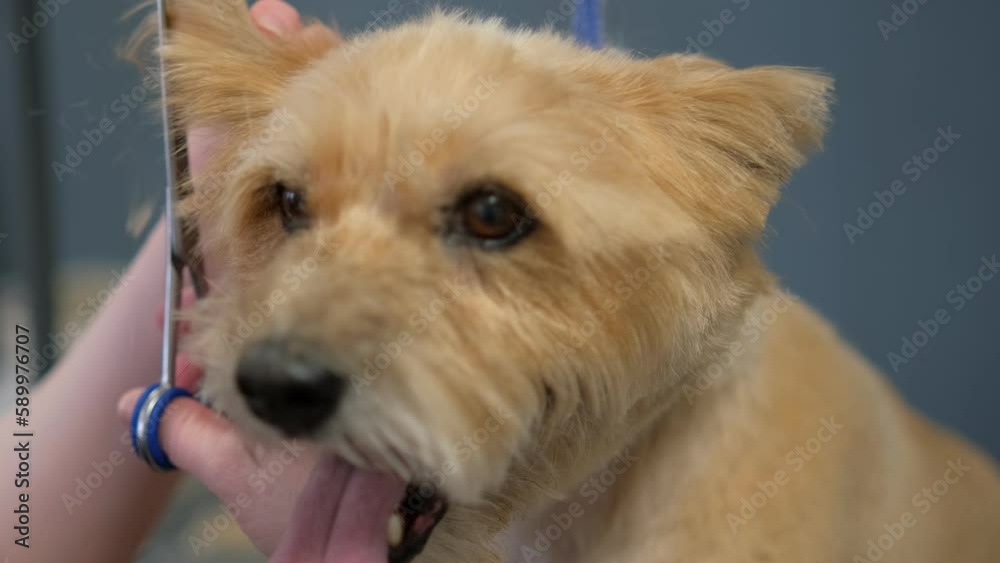 Grooming a dog on table in the salon for animals. Caring for dogs in a grooming salon. Grooming a dog on table in the salon for animals. Caring for dogs in a grooming salon.