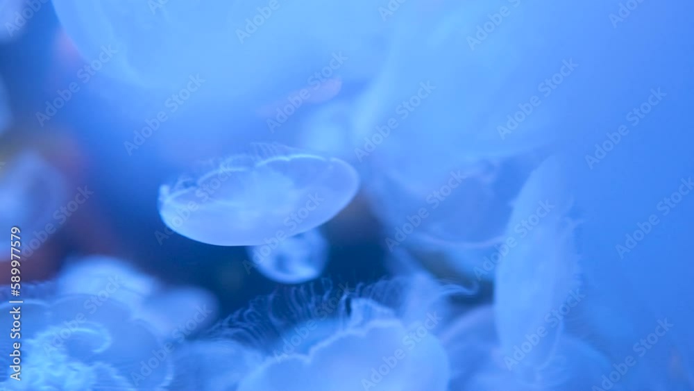 Aurelia is a genus of scyphozoan jellyfish, commonly called moon