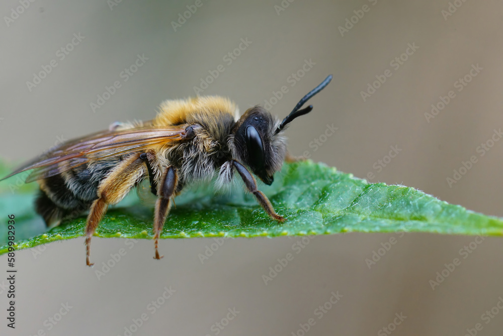 Closeup on a colorful female grey -gastered mining bee, Andrena tibialis sitting on a green leaf Closeup on a colorful female grey -gastered mining bee, Andrena tibialis sitting on a green leaf