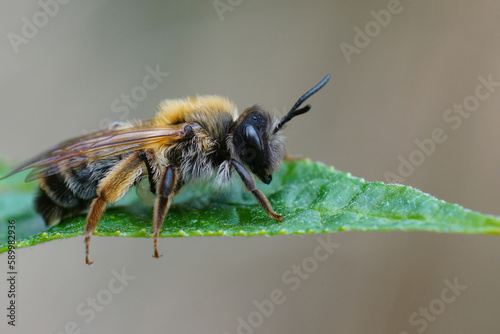 Closeup on a colorful female grey -gastered mining bee, Andrena tibialis sitting on a green leaf © Henk