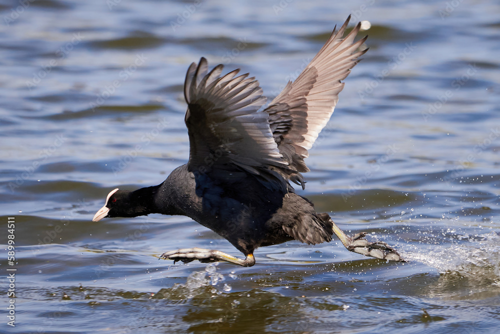 Eurasian Coot running on water ( Fulica Atra ). Eurasian Coot running on water ( Fulica Atra ).