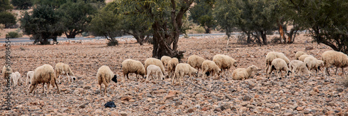 Sheep graze in the dry field in Morocco