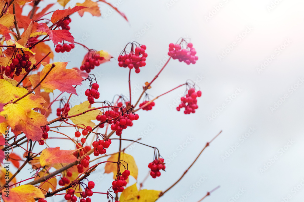 Viburnum bush with red berries and yellow leaves in autumn against a light background Viburnum bush with red berries and yellow leaves in autumn against a light background